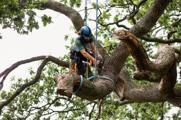 How Our Tree Care Process Works  in  Prairie Grove, IL